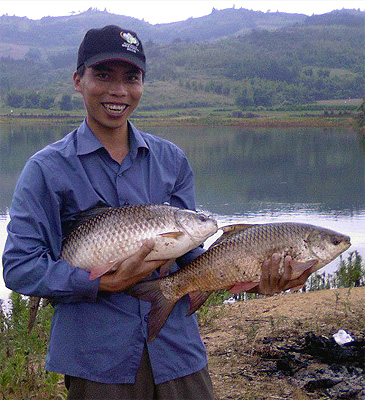 970_Mud Carp_Cirrhinus molitorella.jpg 970_Mud Carp_Cirrhinus molitorella.jpg